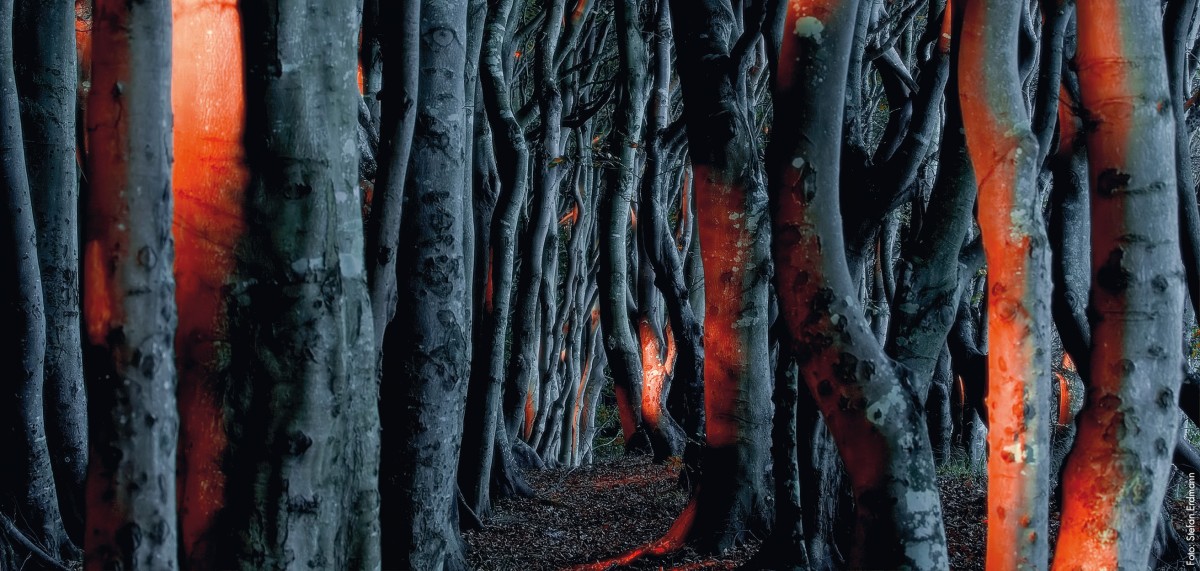 Explora: Die Seele des Waldes