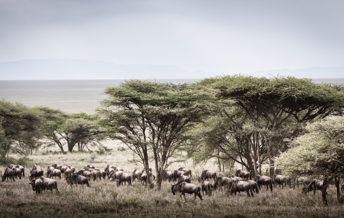 Gnus in der Serengeti