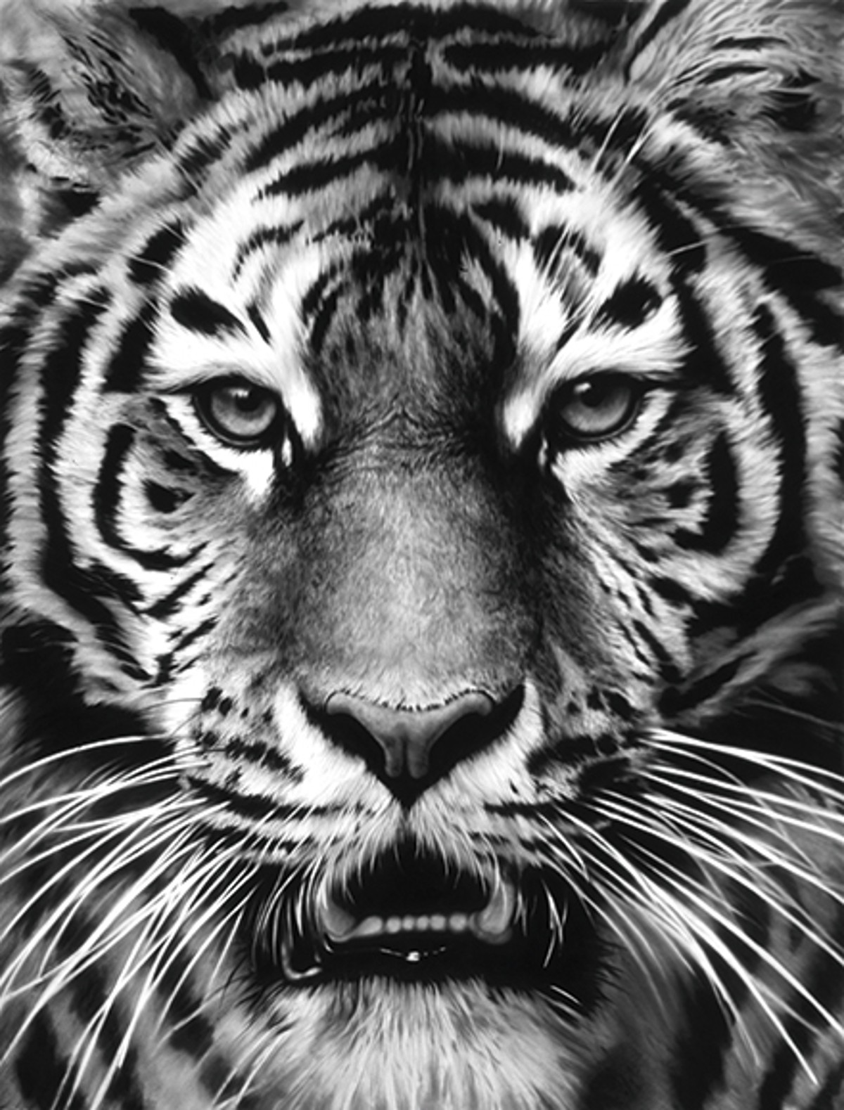 Robert Longo, Untitled (Tiger head No. 7), 2011, Kohle auf montiertem Papier, 233,7 x 177,8 cm, Sammlung Würth, Inv. 16200 © 2016 ProLitteris, Zürich Robert Longo, Untitled (Tiger head No. 7), 2011, Kohle auf montiertem Papier, 233,7 x 177,8 cm, Sammlung Würth, Inv. 16200 © 2016 ProLitteris, Zürich